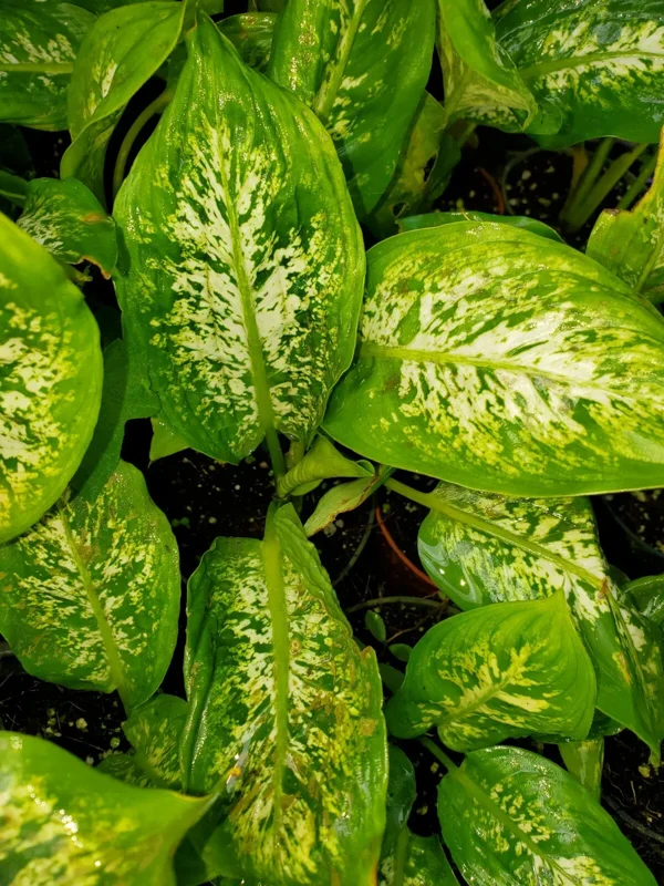 Dieffenbachia Compacta 7 inches Tall, Dumb Cane Easiest Houseplant Live Plant