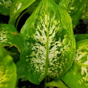 Dieffenbachia Compacta 7 inches Tall, Dumb Cane Easiest Houseplant Live Plant