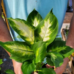 Dieffenbachia Green Taro Live Plant 7