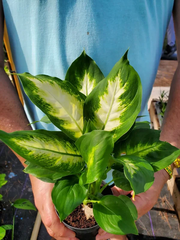 Dieffenbachia Green Taro Live Plant 7" Easy to Grow Indoor Houseplant