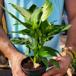 Dieffenbachia Green Taro Live Plant 7
