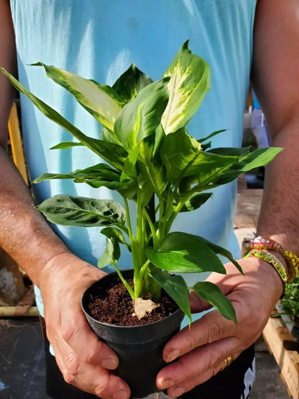 Dieffenbachia Green Taro Live Plant 7" Easy to Grow Indoor Houseplant