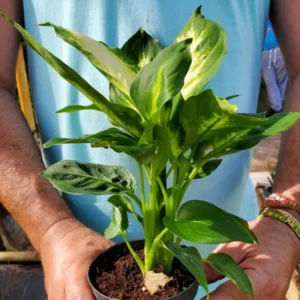 Dieffenbachia Green Taro Live Plant 7
