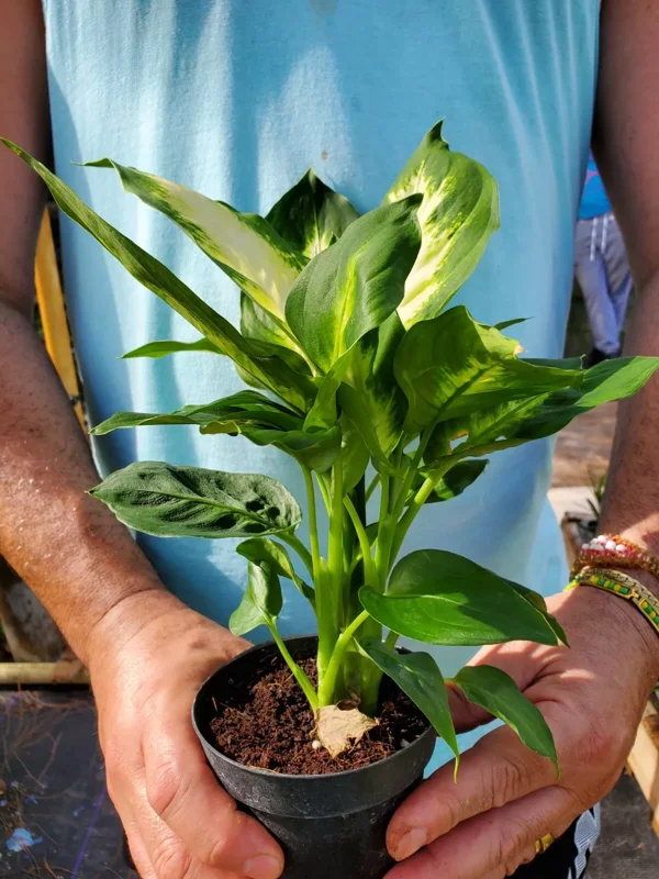 Dieffenbachia Green Taro Live Plant 7" Easy to Grow Indoor Houseplant