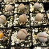 Dinteranthus Wilmotianus Lithop - Living Stone Succulent - 2'' Pot - Rare Pebble Plant