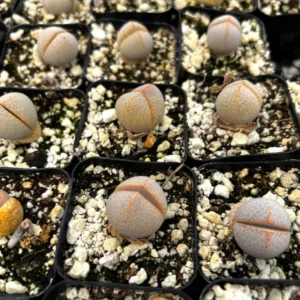 Dinteranthus Wilmotianus Lithop - Living Stone Succulent - 2'' Pot - Rare Pebble Plant