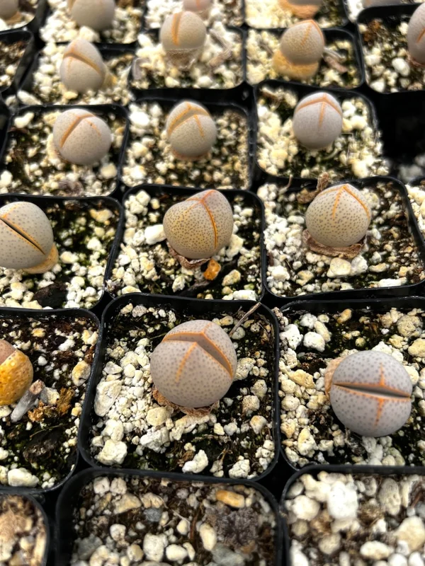 Dinteranthus Wilmotianus Lithop - Living Stone Succulent - 2'' Pot - Rare Pebble Plant