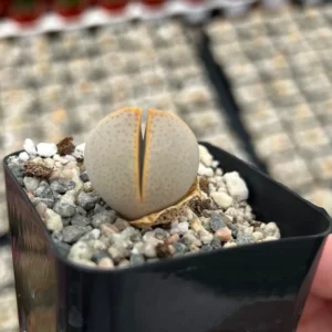 Dinteranthus Wilmotianus Lithop - Living Stone Succulent - 2'' Pot - Rare Pebble Plant