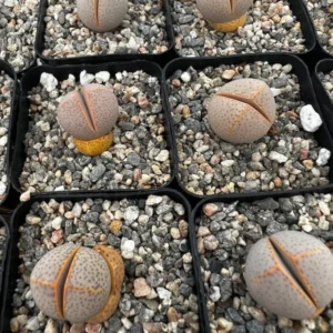 Dinteranthus Wilmotianus Lithop - Living Stone Succulent - 2'' Pot - Rare Pebble Plant