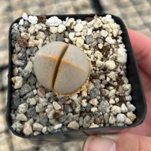 Dinteranthus Wilmotianus Lithop - Living Stone Succulent - 2'' Pot - Rare Pebble Plant