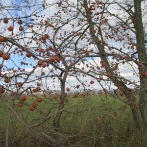 Diospyros Virginiana Native Persimmon Tree Bare-root 12-18 Inch Tall | 4-9 Zones | Buy One Get One Free