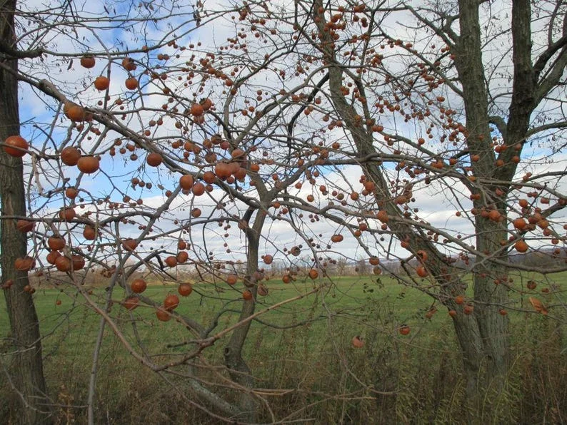 Diospyros Virginiana Native Persimmon Tree Bare-root 12-18 Inch Tall | 4-9 Zones | Buy One Get One Free