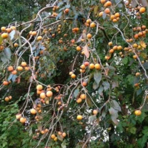 Diospyros Virginiana Native Persimmon Tree Bare-root 12-18 Inch Tall | 4-9 Zones | Buy One Get One Free