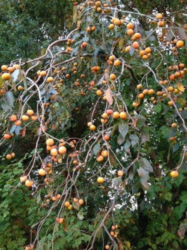 Diospyros Virginiana Native Persimmon Tree Bare-root 12-18 Inch Tall | 4-9 Zones | Buy One Get One Free