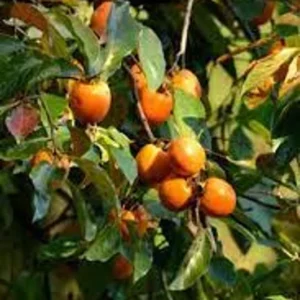 Diospyros Virginiana Native Persimmon Tree Bare-root 12-18 Inch Tall | 4-9 Zones | Buy One Get One Free