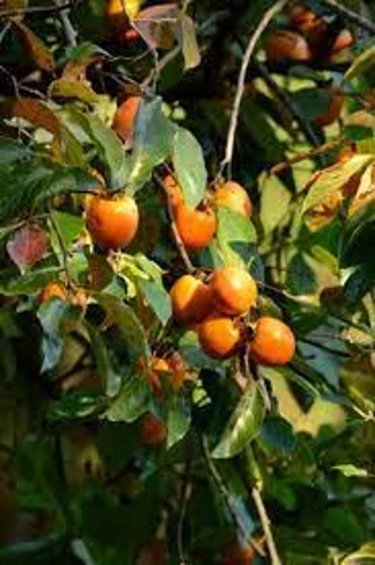 Diospyros Virginiana Native Persimmon Tree Bare-root 12-18 Inch Tall | 4-9 Zones | Buy One Get One Free