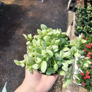 Dischidia Cascade Variegated Dischidia oinatha - 2in Pot - Trailing Houseplant