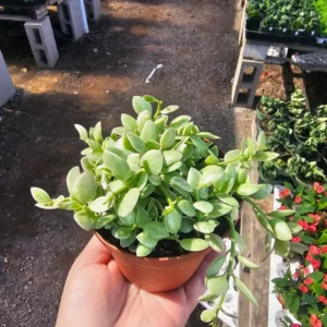 Dischidia Cascade Variegated Dischidia oinatha - 2in Pot - Trailing Houseplant