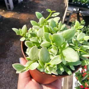 Dischidia Cascade Variegated Dischidia oinatha - 2in Pot - Trailing Houseplant