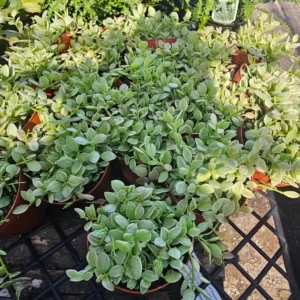 Dischidia Cascade Variegated Dischidia oinatha - 2in Pot - Trailing Houseplant