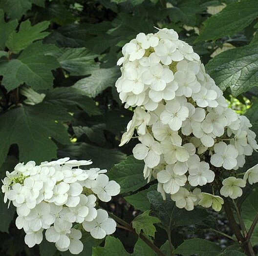 Hydrangea Quercifolia 'Alice' - Starter Plant - 4-7 Inch - Oakleaf Variety - Image 2