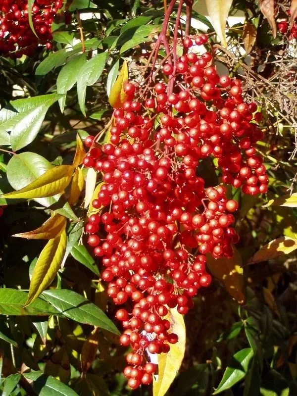 Domestic Nandina Heavenly Bamboo Shrub 6-9" Pot Premium Quality