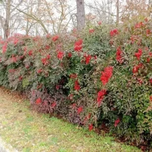 Domestic Nandina Heavenly Bamboo Shrub 6-9" Pot Premium Quality