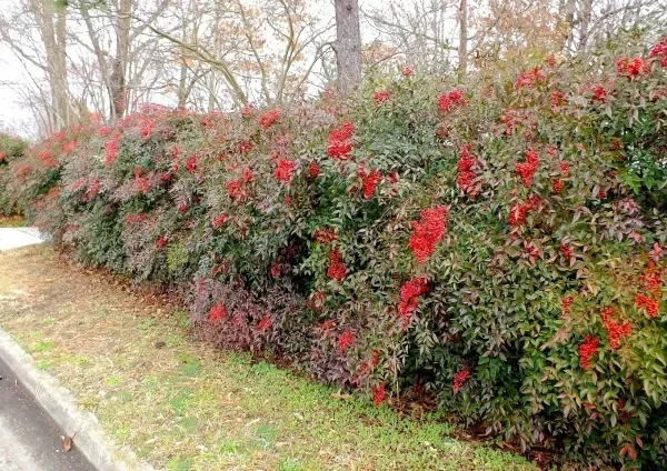 Domestic Nandina Heavenly Bamboo Shrub 6-9" Pot Premium Quality