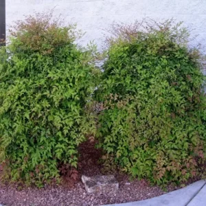 Domestic Nandina Heavenly Bamboo Shrub 6-9