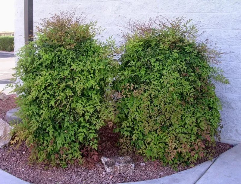 Domestic Nandina Heavenly Bamboo Shrub 6-9" Pot Premium Quality