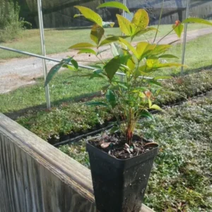 Domestic Nandina Heavenly Bamboo Shrub 6-9