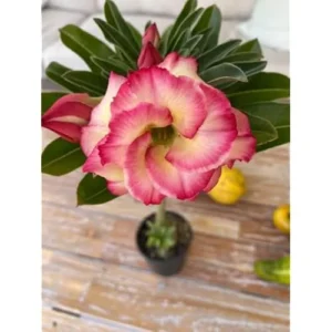 Double Adenium Obesum Desert Rose Plant - 4-6" Live Succulent, Yellow Pink Flowers