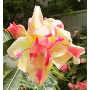 Double Adenium Obesum Desert Rose Plant - 4-6