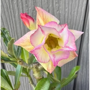 Double Adenium Obesum Desert Rose Plant - 4-6