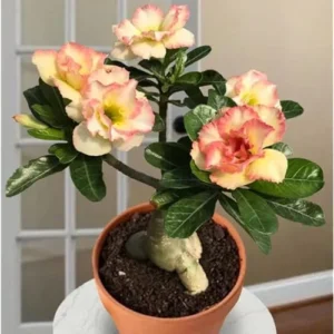 Double Adenium Obesum Desert Rose Plant - 4-6" Live Succulent, Yellow Pink Flowers