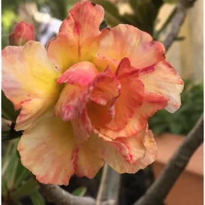 Double Adenium Obesum Desert Rose Plant - 4-6