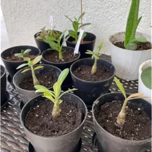 Double Adenium Obesum Desert Rose Plant - 4 to 6 Inch Tall, Purple Bloom, Live Succulent