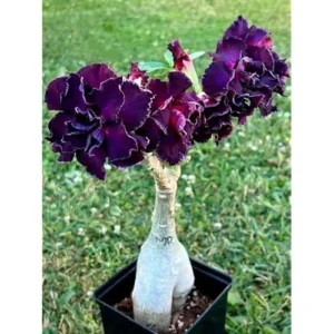 Double Adenium Obesum Desert Rose Plant - 4 to 6 Inch Tall, Purple Bloom, Live Succulent