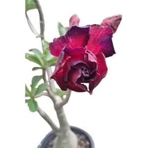 Double Adenium Obesum Desert Rose Plant - 4 to 6 Inch Tall, Purple Bloom, Live Succulent