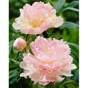 Double Pink Cream Peony Bulb Raspberry Peonies Bareroot 2 Roots 2-3 Eyes