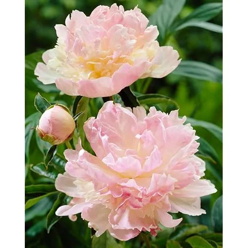 Double Pink Cream Peony Bulb Raspberry Peonies Bareroot 2 Roots 2-3 Eyes