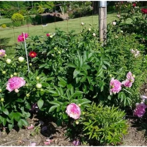 Double Pink Cream Peony Bulb Raspberry Peonies Bareroot 2 Roots 2-3 Eyes