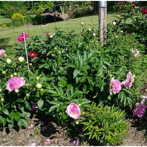 Double Pink Cream Peony Bulb Raspberry Peonies Bareroot 2 Roots 2-3 Eyes