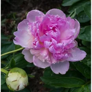 Double Pink Cream Peony Bulb Raspberry Peonies Bareroot 2 Roots 2-3 Eyes