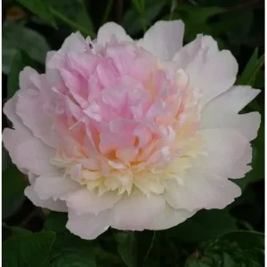 Double Pink Cream Peony Bulb Raspberry Peonies Bareroot 2 Roots 2-3 Eyes
