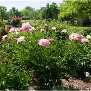 Double Pink Cream Peony Bulbs - 2 Bareroots, 2-3 Eyes - Perennial Flower