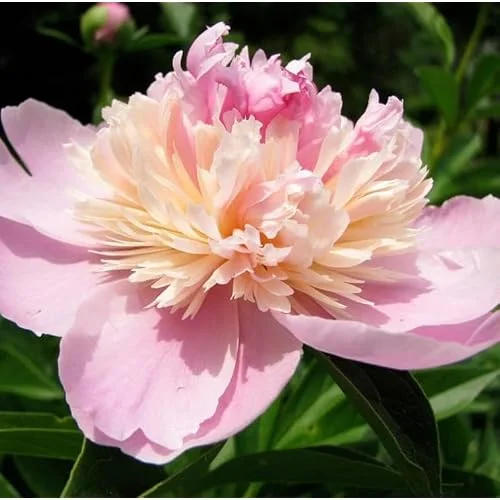 Double Pink Cream Peony Bulbs - 2 Bareroots, 2-3 Eyes - Perennial Flower
