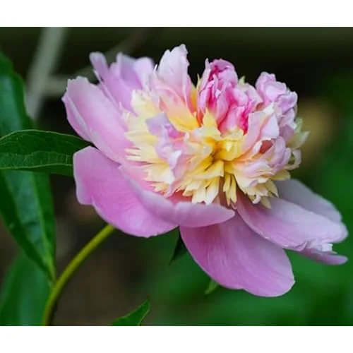Double Pink Cream Peony Bulbs - 2 Bareroots, 2-3 Eyes - Perennial Flower