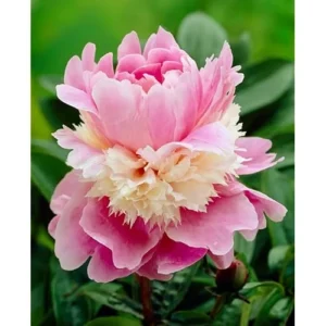 Double Pink Cream Peony Bulbs - 2 Bareroots, 2-3 Eyes - Perennial Flower