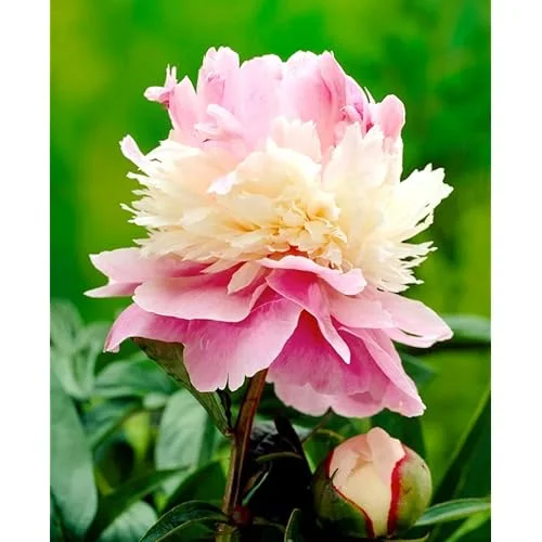 Double Pink Cream Peony Bulbs - 2 Bareroots, 2-3 Eyes - Perennial Flower